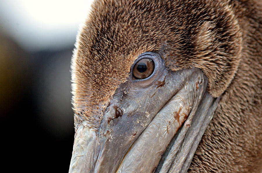 Pelican Photograph - Knowing by Fraida Gutovich