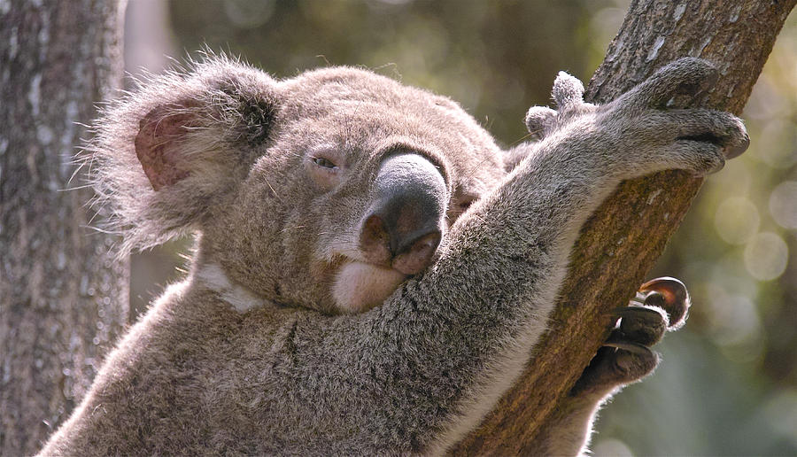 Koala #1 Photograph by Jocelyn Kahawai