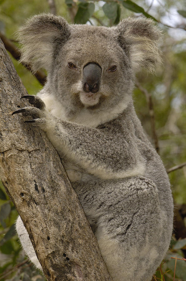 Koala Phascolarctos Cinereus Portrait #1 Photograph by Pete Oxford