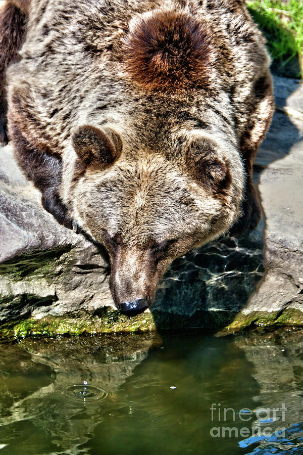 Kodiak Bear #1 Photograph by Joerg Lingnau