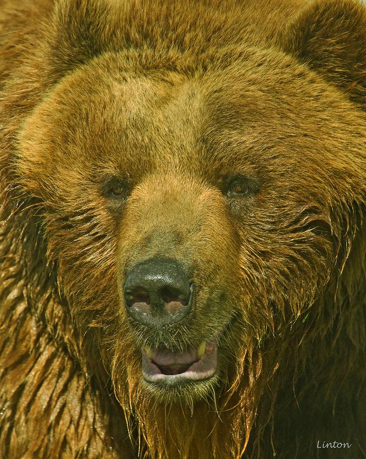 Kodiak Bear #1 Photograph by Larry Linton