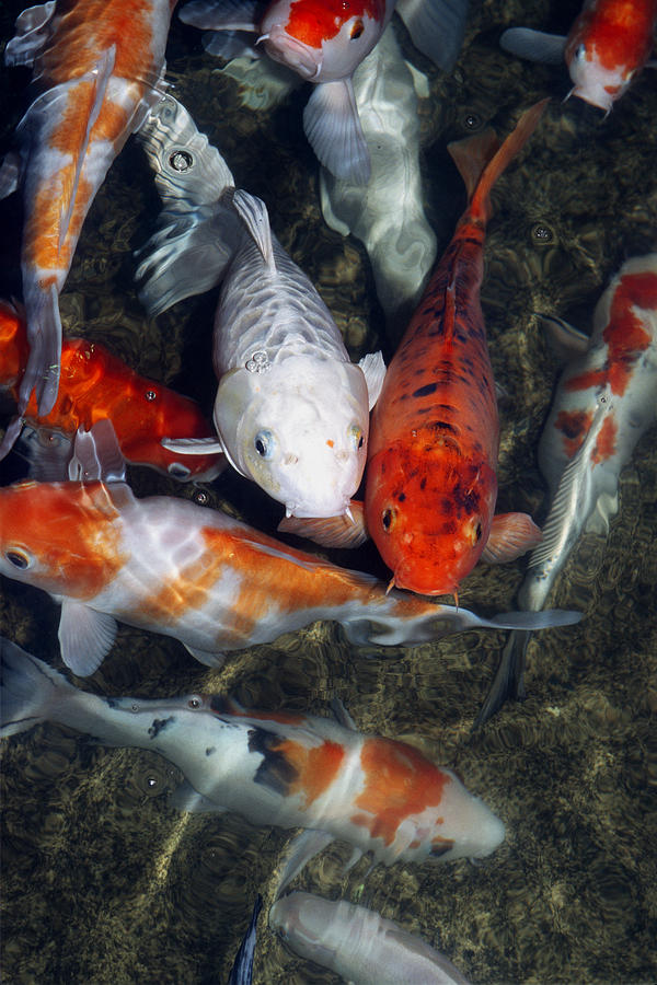 Fish Photograph - Koi Carp In A Pond #1 by Georgette Douwma