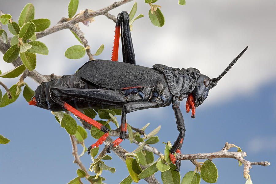 Koppie Foam Grasshopper South Africa #1 Photograph by Piotr Naskrecki