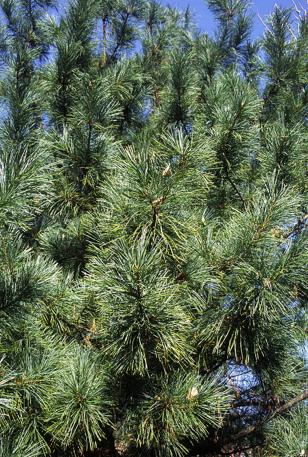 Korean Pine (pinus Koraiensis) #1 Photograph by Dr. Nick Kurzenko - Pixels