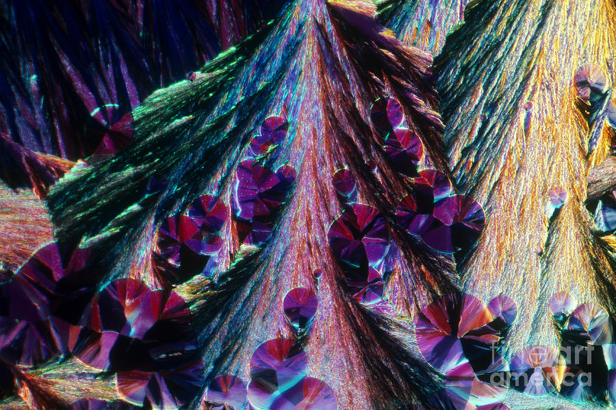 L. Histidine Crystals #1 Photograph by M. I. Walker