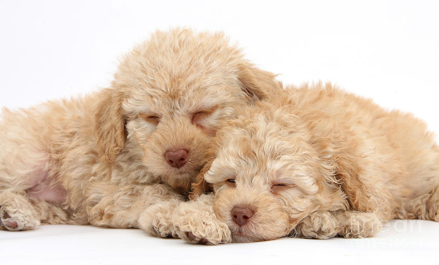 Labradoodle Puppies #1  by Mark Taylor