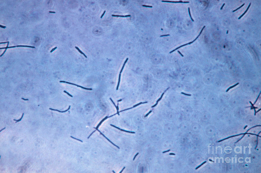 Science Photograph - Lactobacillus Acidophilus, Lm #1 by Eric V. Grave