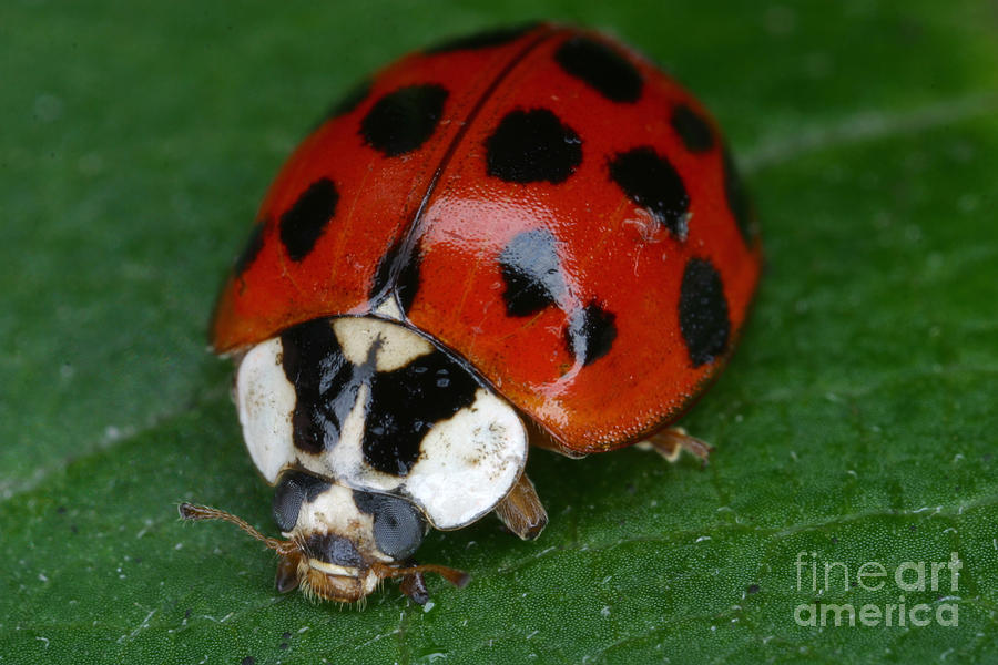 Insects  - Ladybird Beetle #1 by Ted Kinsman