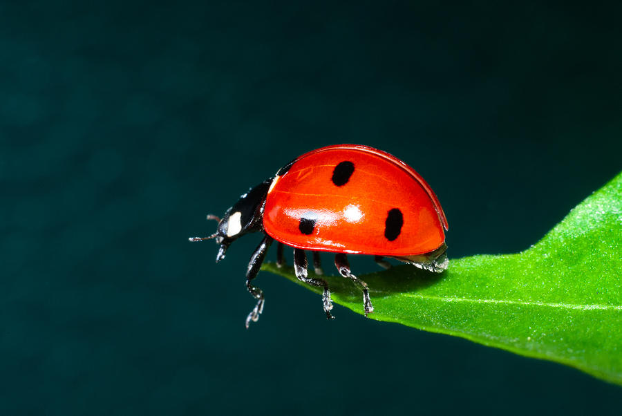 Ladybug Photograph by Igor Sinitsyn - Fine Art America