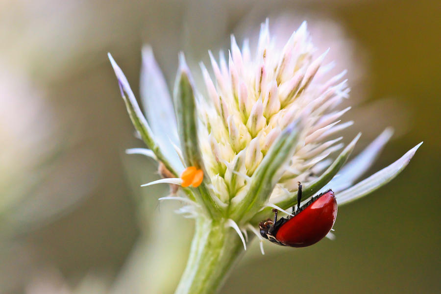 Ladybug On Thistle #1 Photograph by Heidi Smith