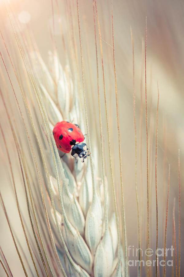 Cereal Photograph - Ladybug #1 by Sabino Parente