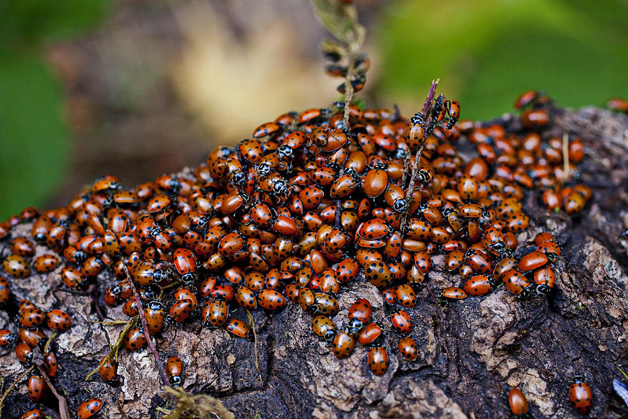 Fall Photograph - Ladybugs on branch #2 by Garry Gay