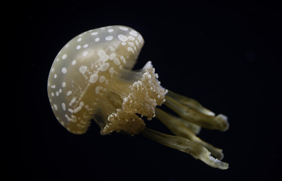Lagoon Jellyfish #1 Photograph by Dan McManus
