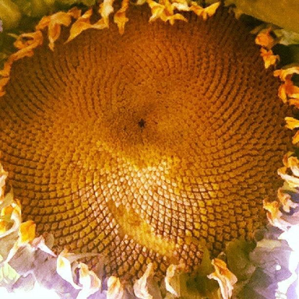 Lampshade Sunflower #1 Photograph by Kellyann Gilson Lyman