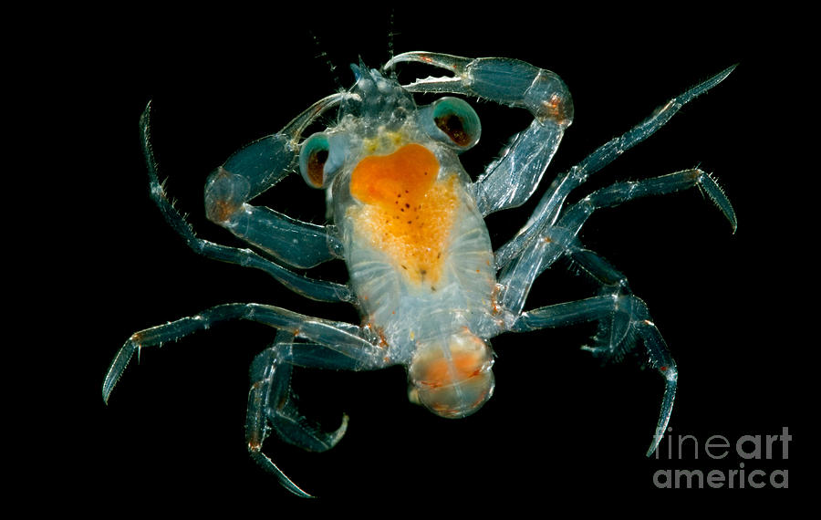 Larval Crab #1 Photograph by Dant Fenolio