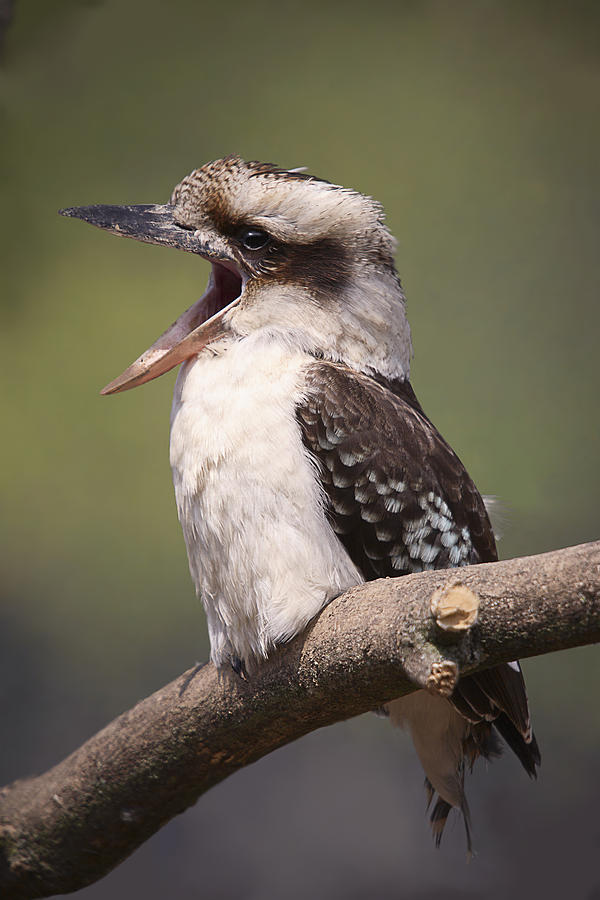 Laughing Kookaburra Photograph by Linda Wright