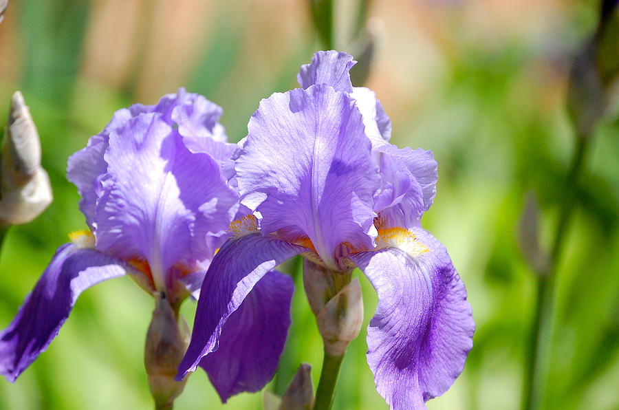 Nature Photograph - Lavender Iris I #1 by Mary McAvoy