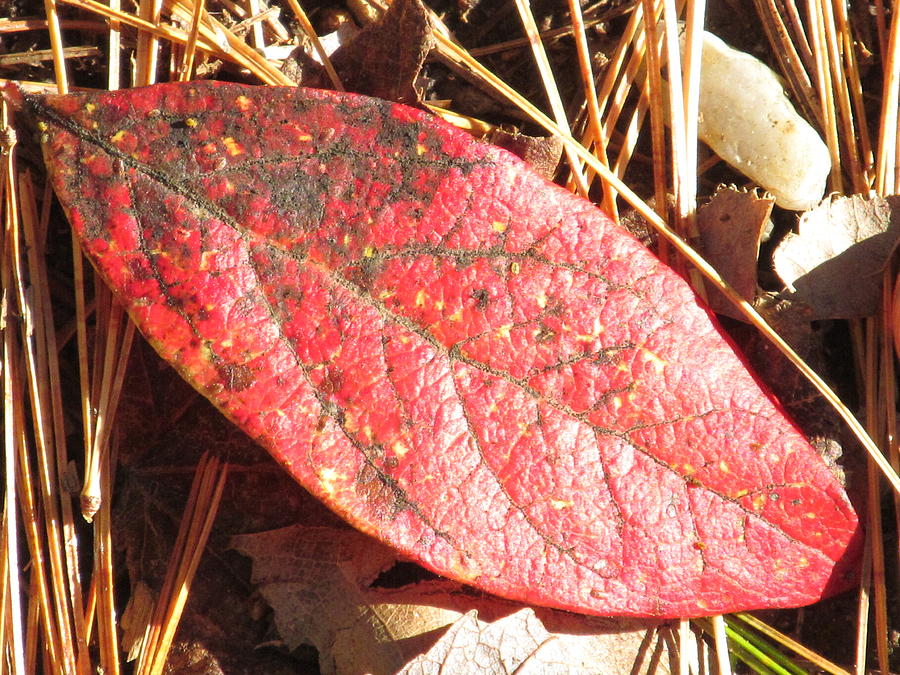 Leaf Colors #1 Photograph by Loretta Pokorny