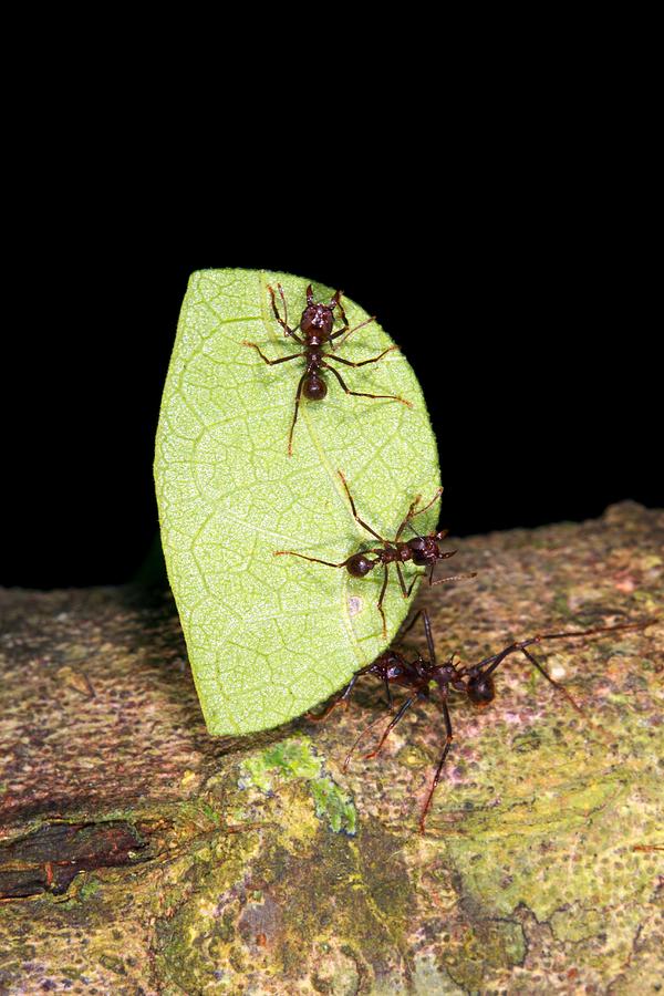 Leaf-cutter Ants Photograph by Dr Morley Read - Fine Art America