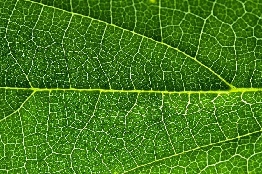 Leaf #1 Photograph by Fabrizio Troiani