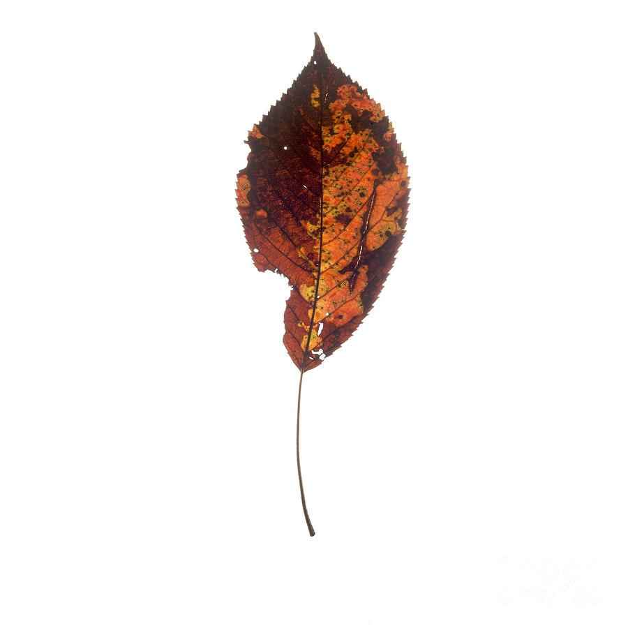 Fall Photograph - Leaf in autumnal colours #1 by Bernard Jaubert
