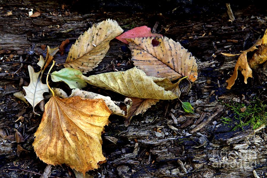Leaf Study #1 Photograph by Rick Rauzi