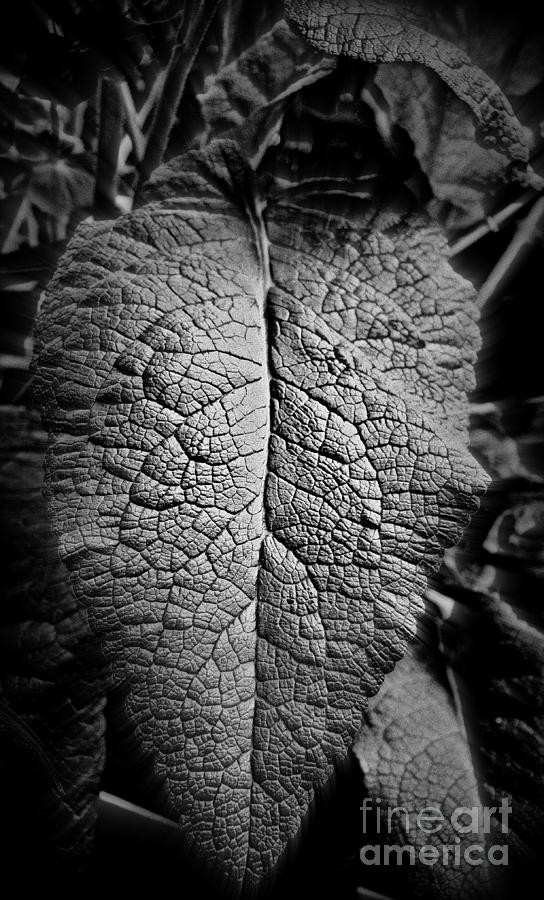 Leaf #1 Photograph by Tatyana Searcy