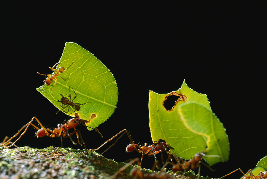 Leafcutter Ant Atta Cephalotes Workers #1 Photograph by Mark Moffett