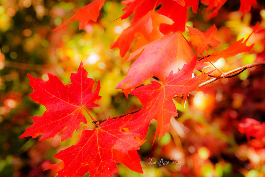 Leaves Photograph By La Rae Roberts Pixels