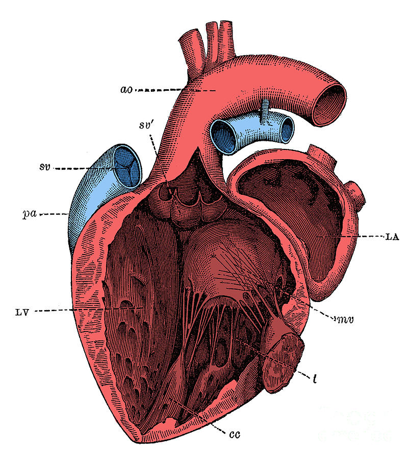 Left Side Of The Heart #1 Photograph by Science Source