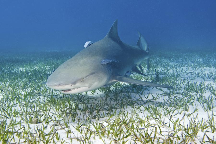 Lemon Shark And Remoras Photograph by Clay Coleman Pixels