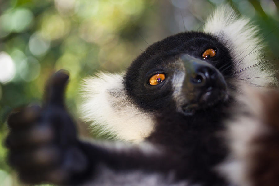Wildlife Photograph - Lemur Expresion #1 by Hein Welman
