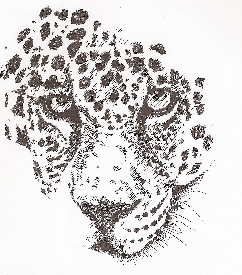 Leopard Drawing by Pat Barker Pixels