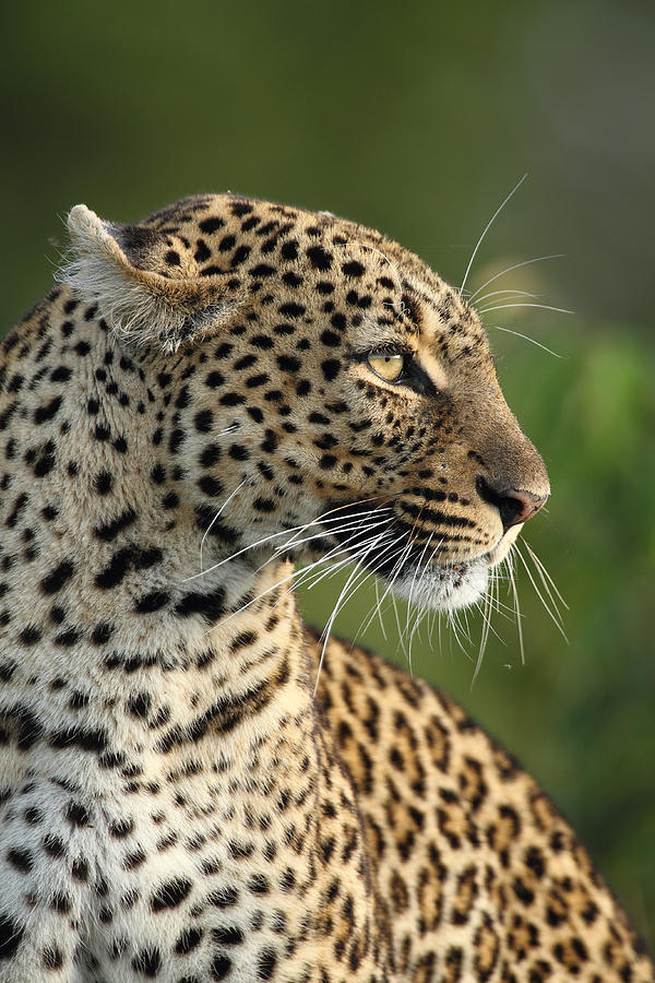 Leopard Portrait Photograph by Sue Green - Fine Art America