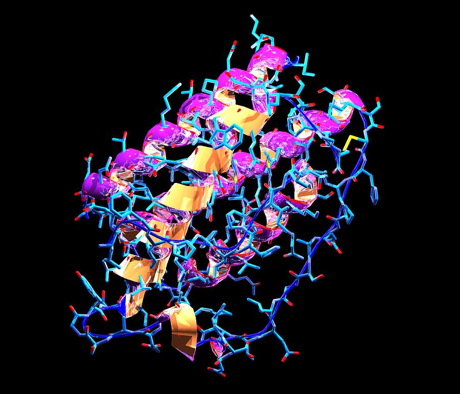 Leptin Photograph - Leptin Molecule #1 by Pasieka