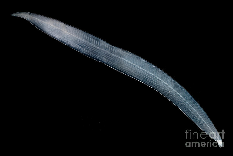Zooplankton Photograph - Leptocephalus Larva #1 by Dant Fenolio