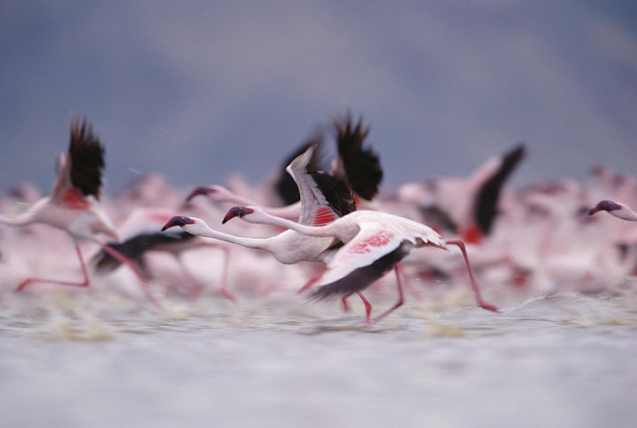 Lesser Flamingo Flock Taking Flight #1 Photograph by Tim Fitzharris