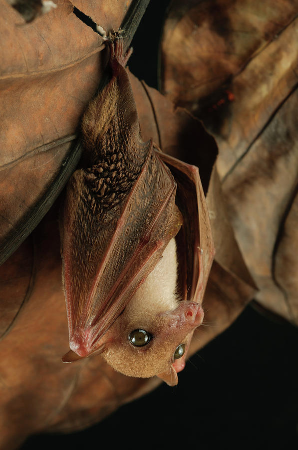 Lesser Long-tongued Fruit Bat Photograph by Chien Lee