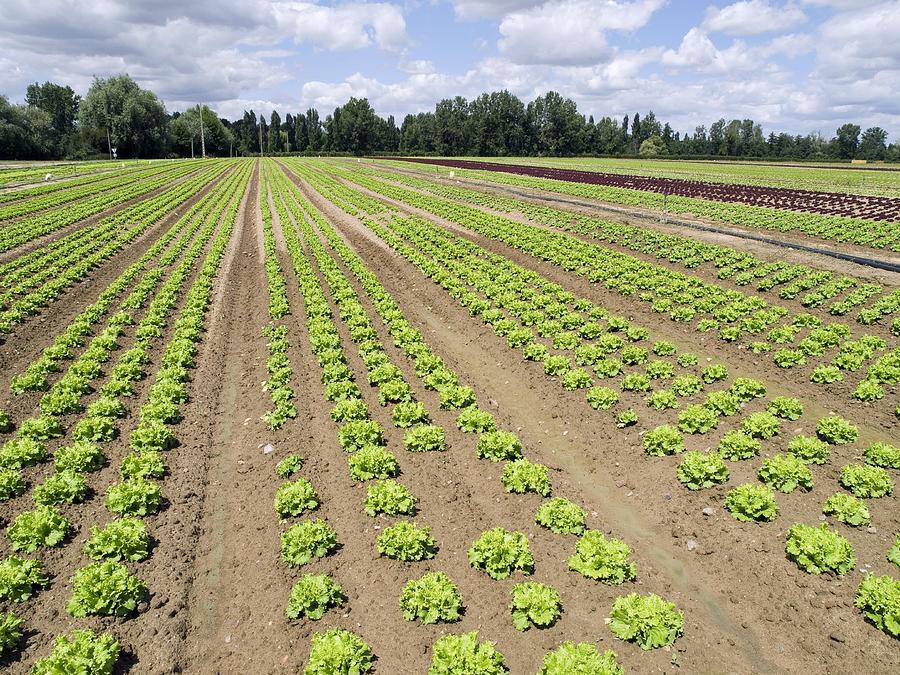 Lettuce Crop Photograph by Adrian Bicker Fine Art America