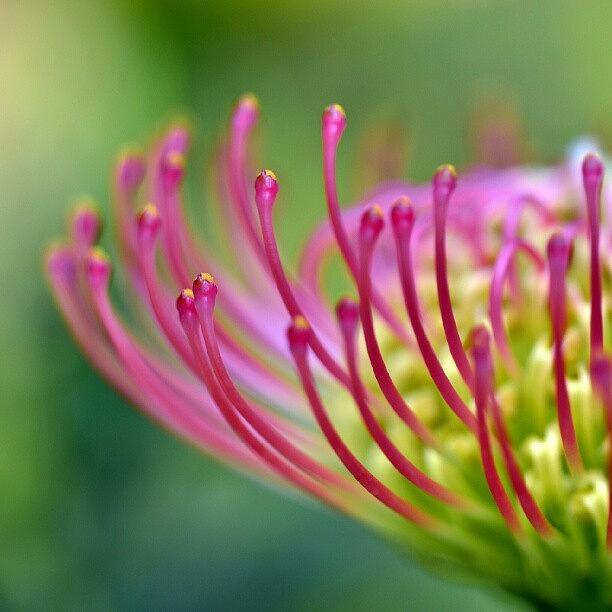 Abstract Photograph - Leucospermum Cordifolium #leucospermum #1 by Zaqqy J
