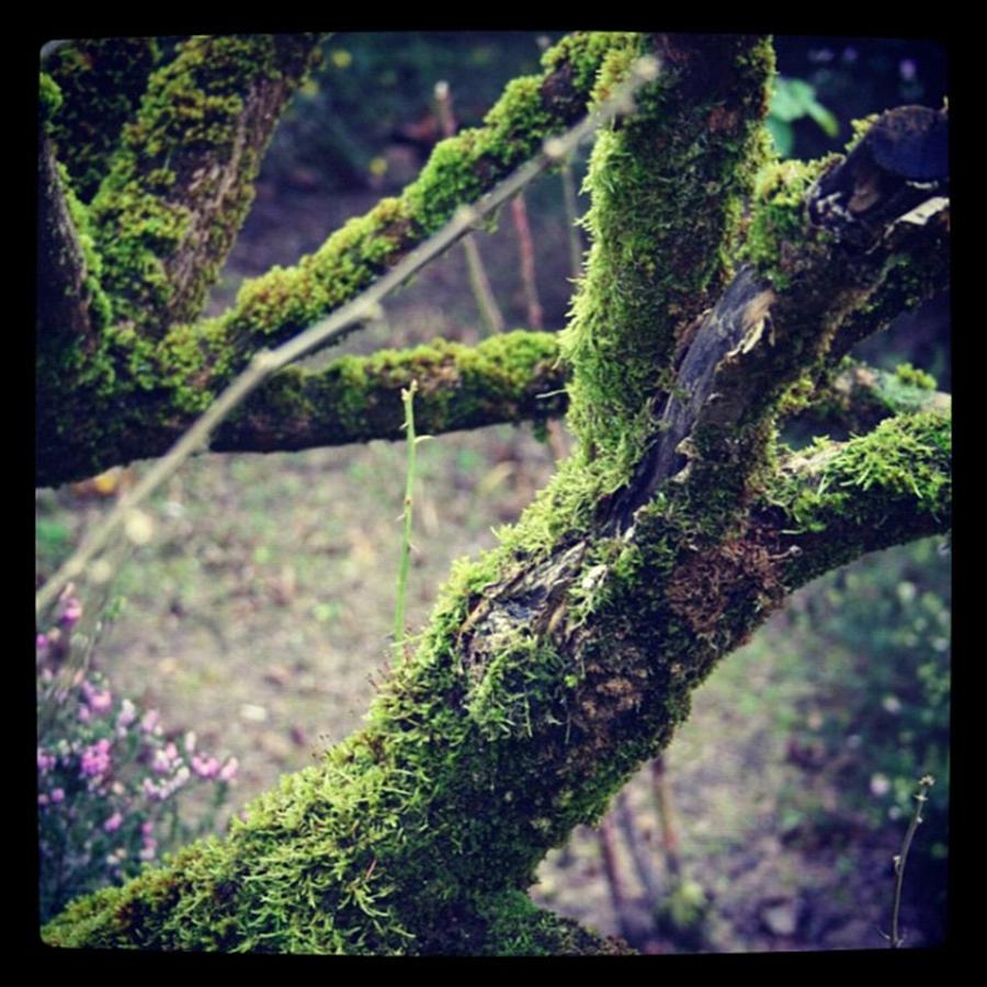 Lichen #1 Photograph by Chris Jones