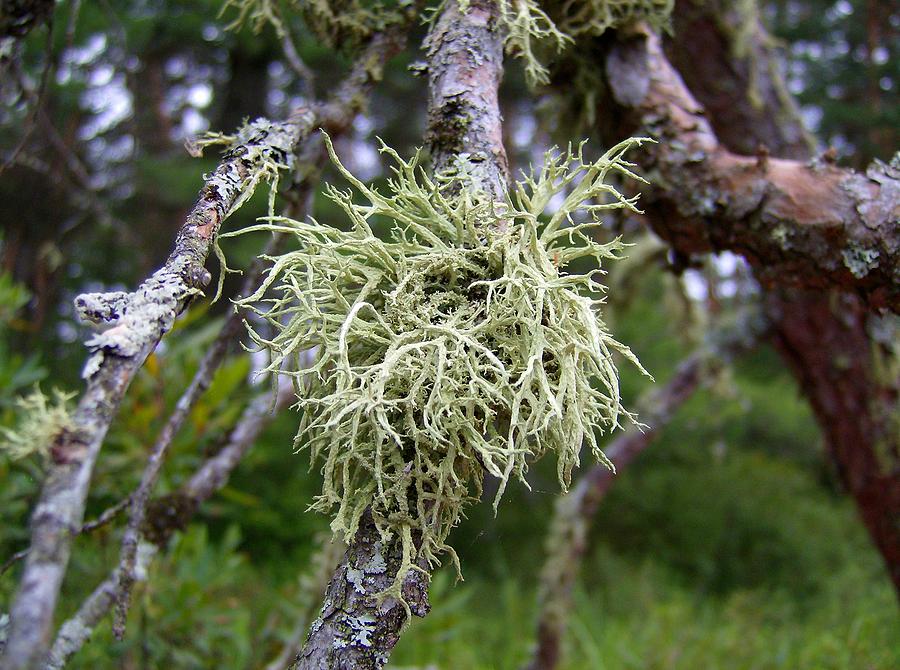 Lichen on Spruce #1 Mixed Media by Bruce Ritchie