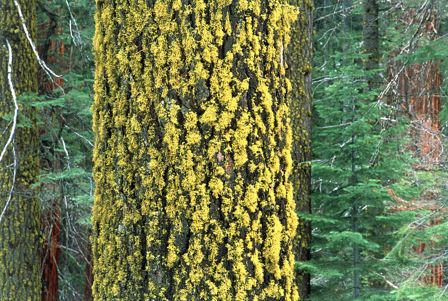 Lichens On Tree #1 Photograph by Science Photo Library Lichens On Tree #1 Photograph by Science Photo Library