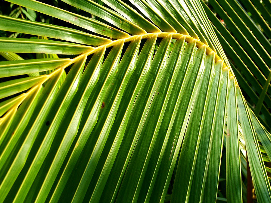 Light And Shade Photograph By John Loyd Rushing - Fine Art America