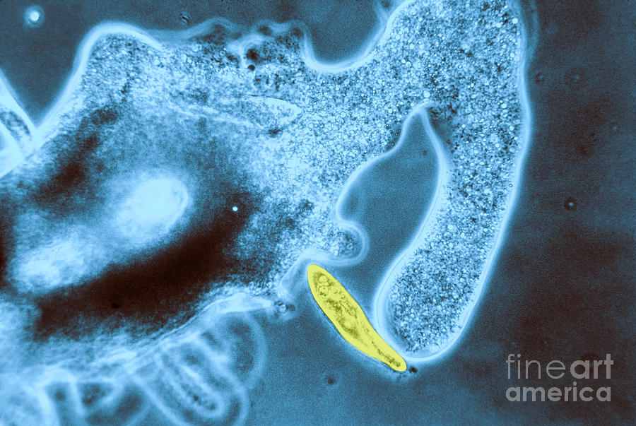 Amoeba Photograph - Light Micrograph Of Amoeba Catching #1 by Eric V. Grave