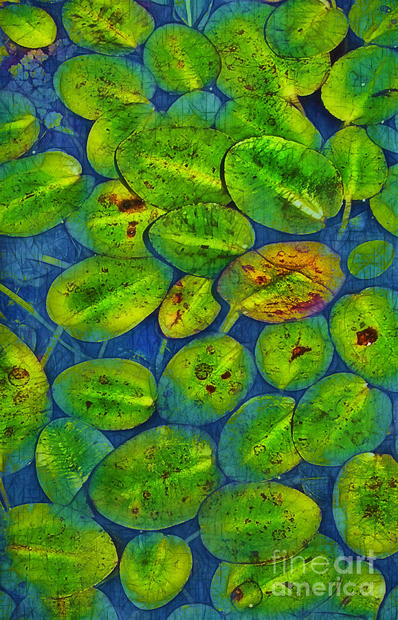 Light on the Lily Pads #1 Photograph by Judi Bagwell