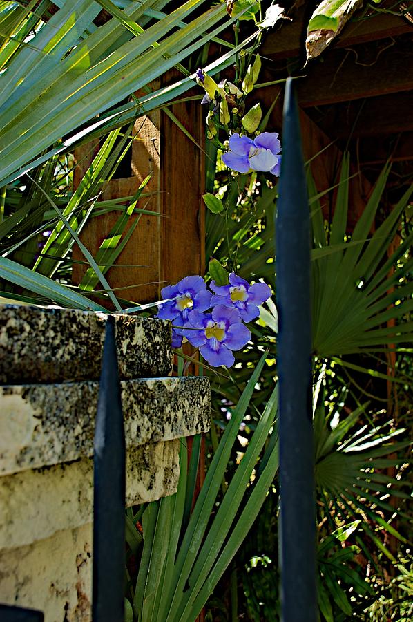 Lilac #1 Photograph by Joseph Yarbrough