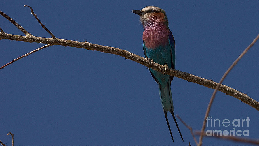 Lilacbreasted Roller #1 Photograph by Mareko Marciniak