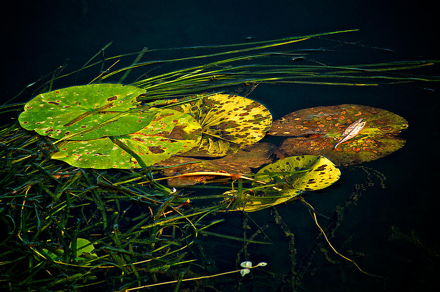 Lilly pads #1 Photograph by Prince Andre Faubert