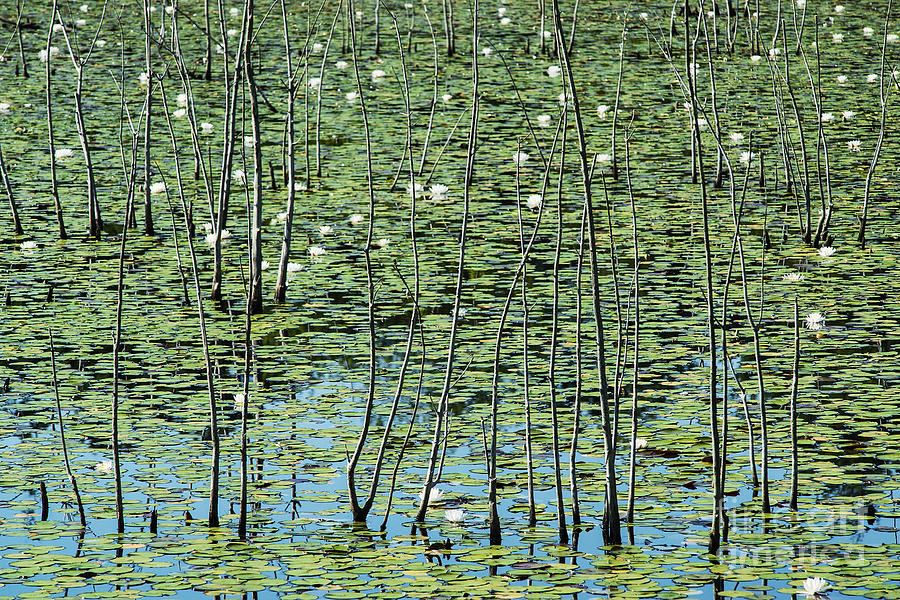 Brendan T. Byrne State Forest Photograph - Lilly Pond by John Greim Brendan T. Byrne State Forest Photograph - Lilly Pond by John Greim